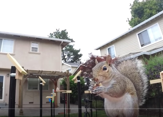 Building the perfect squirrel proof bird feeder